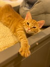 Otis & Tuff, bonded male kittens - Photo 4