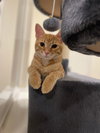 Otis & Tuff, bonded male kittens - Photo 5