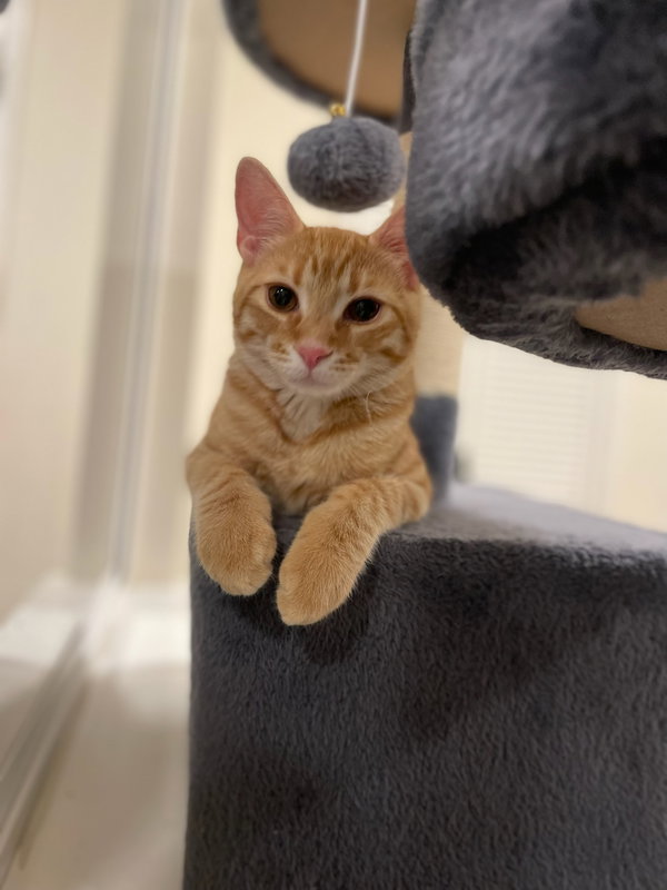 Otis & Tuff, bonded male kittens