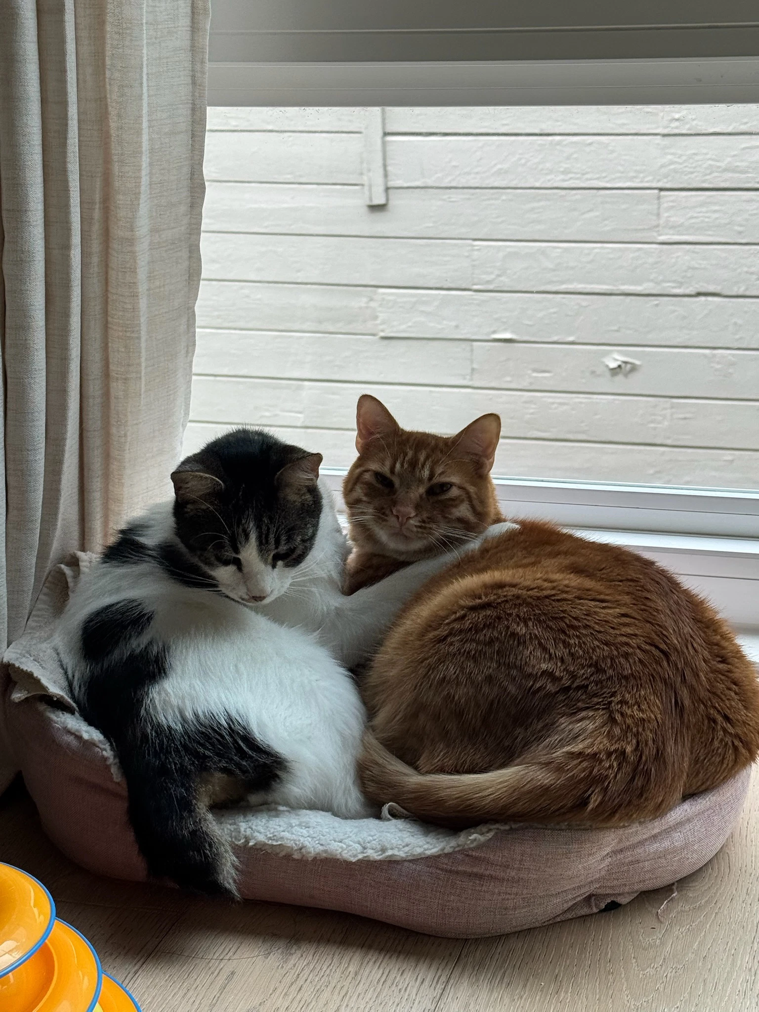 Otis  Tuff Bonded Male Siblings