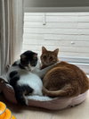 Otis & Tuff, bonded male siblings - Photo 1