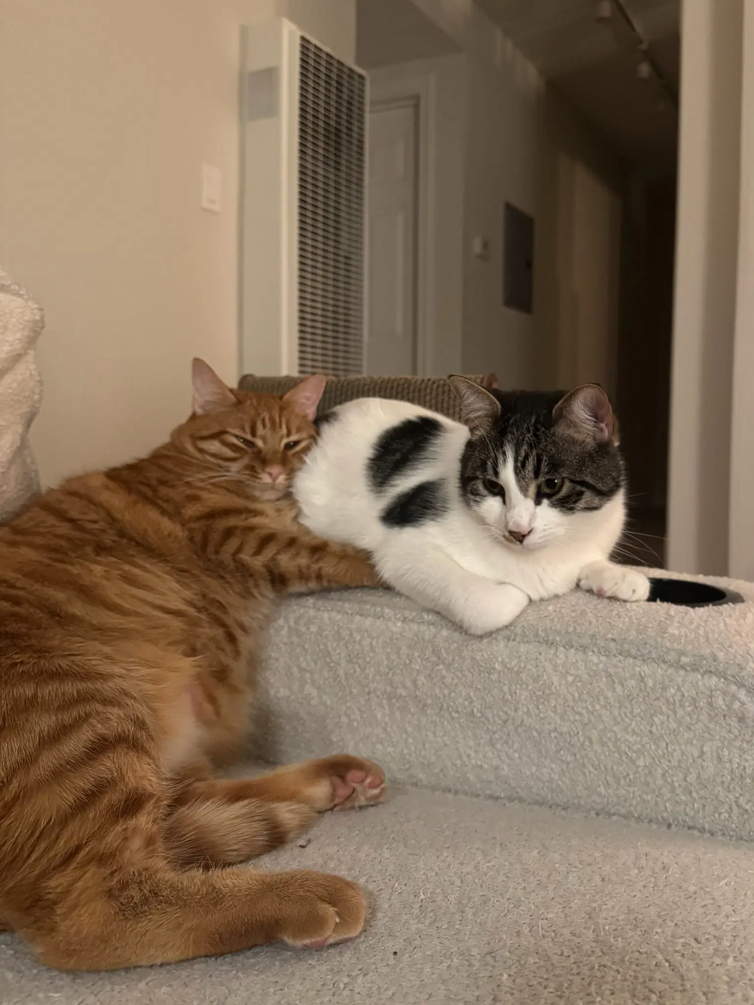 Otis  Tuff Bonded Male Siblings image 3