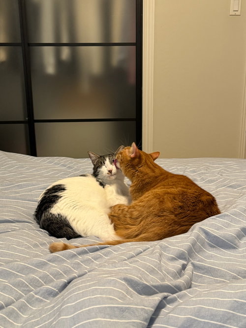 Photo 5 of Otis & Tuff, bonded male siblings