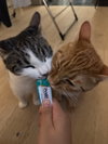 Otis & Tuff, bonded male siblings - Photo 6