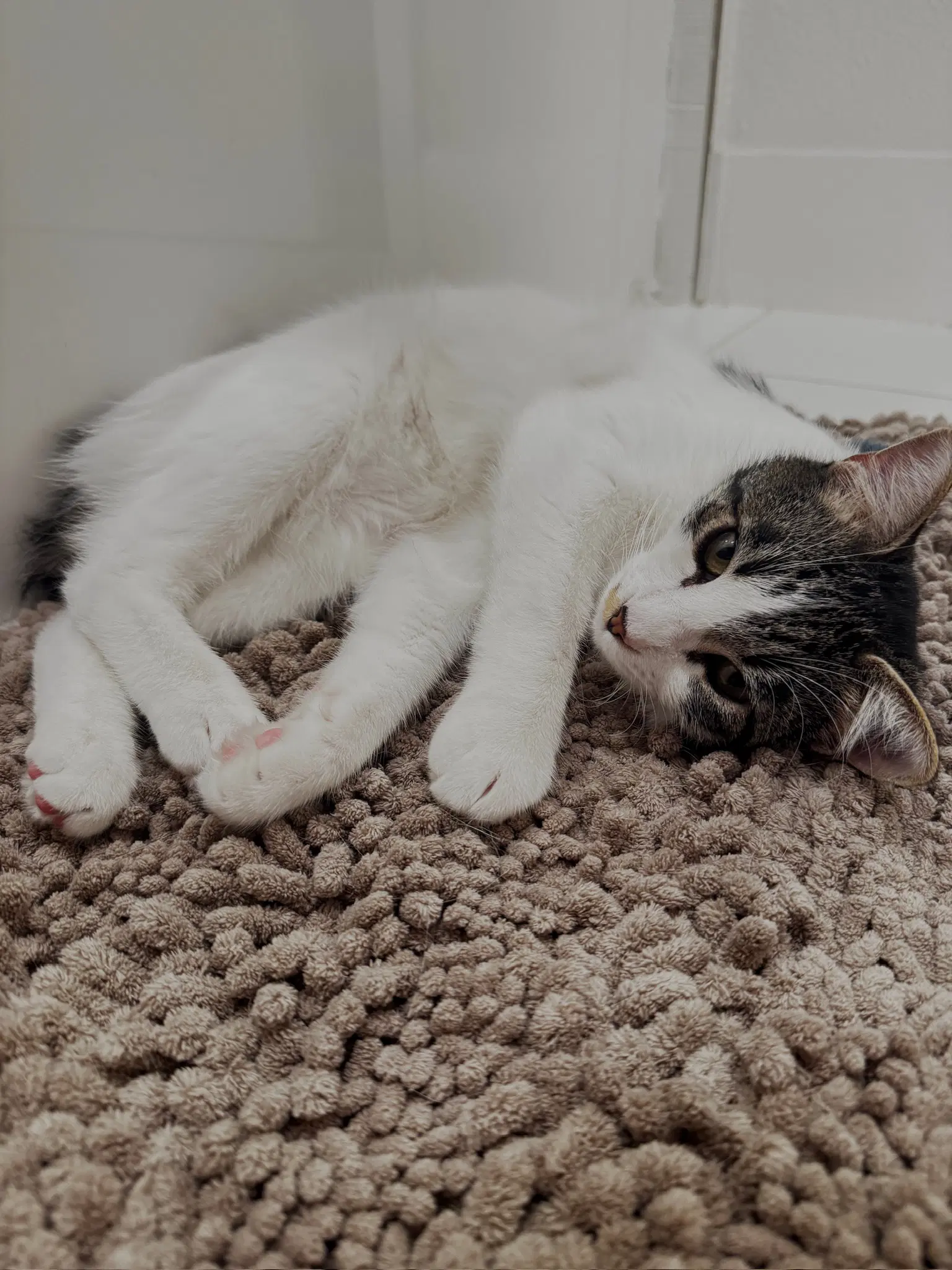 Otis  Tuff Bonded Male Siblings image 4