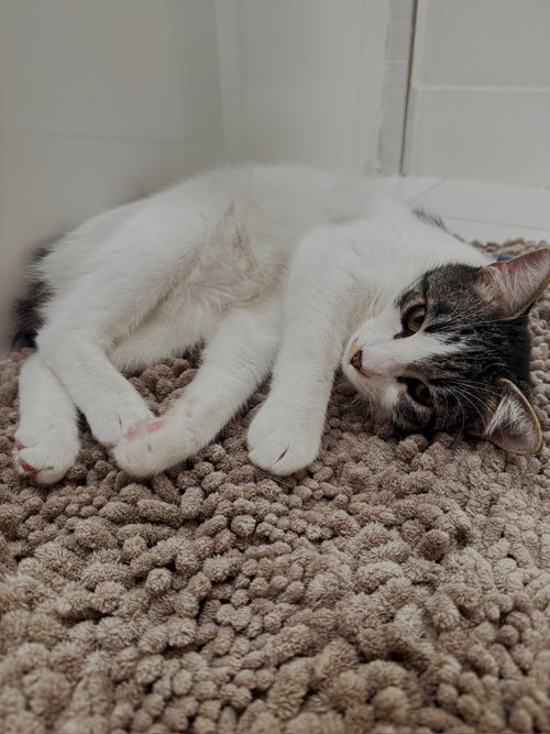 Photo 4 of Otis & Tuff, bonded male siblings