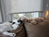Otis & Tuff, bonded male siblings - Photo 8