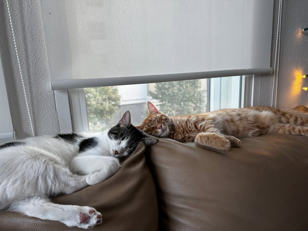 Otis & Tuff, bonded male siblings
