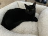 Lyra - Photo 4