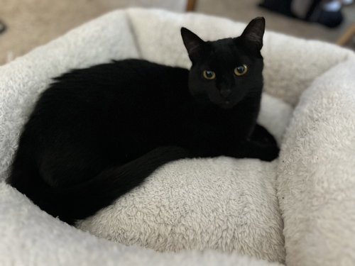 picture of the cat needing adoption