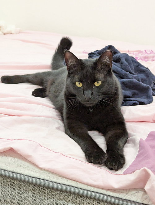 picture of the cat needing adoption