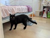 Lyra - Photo 2