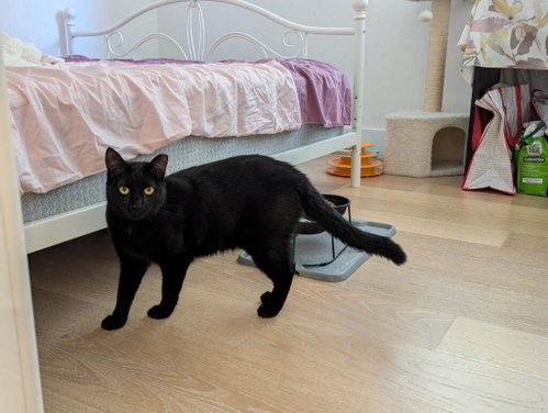 LYRA - Domestic Short Hair available for adoption