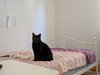 Lyra - Photo 6