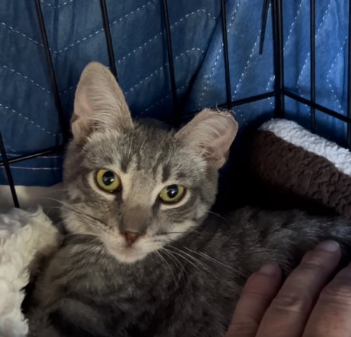 picture of the cat needing adoption