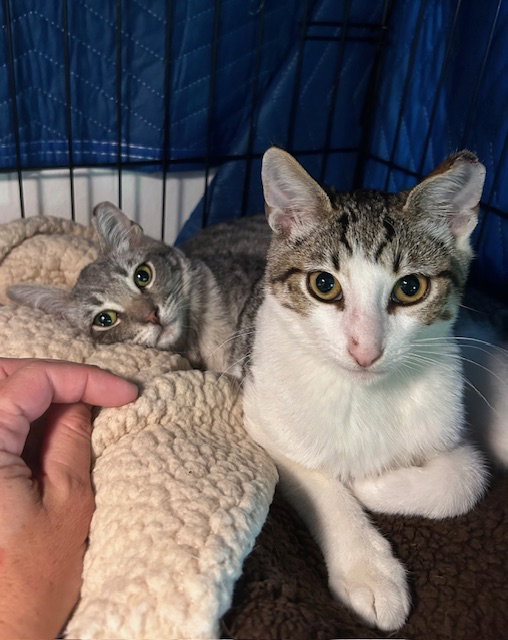 Simon - male teen kitten