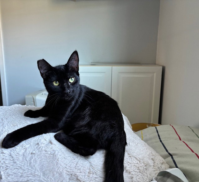 Luna - female teen kitten