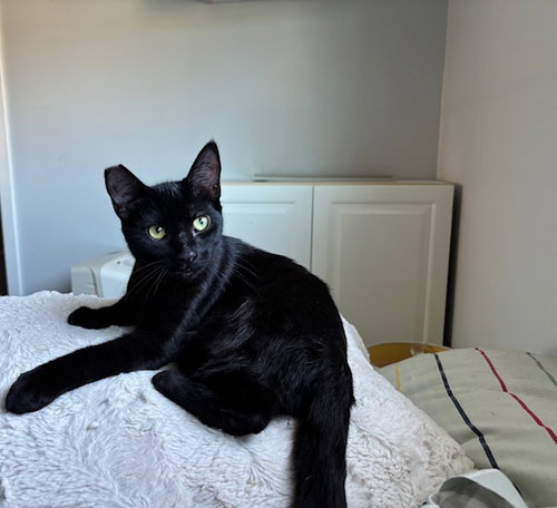 picture of the cat needing adoption