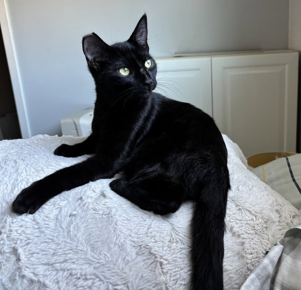 Luna - female teen kitten