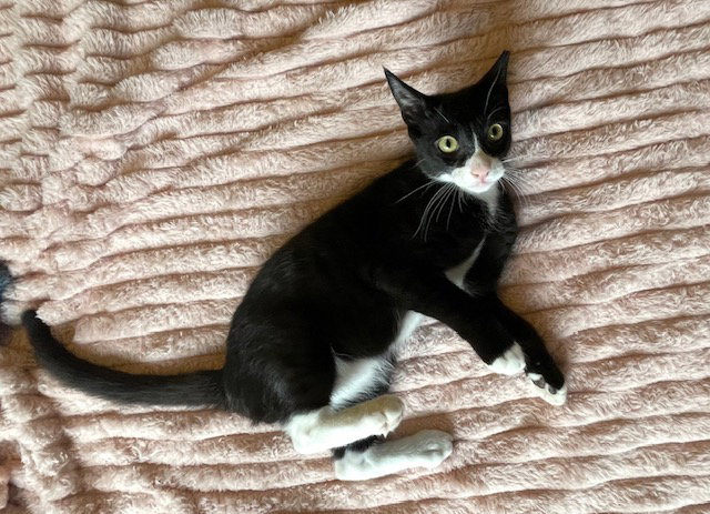 Cane - male teen bonded with Runty
