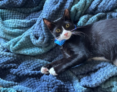 CANE (BONDED WITH SISTER RUNTY) - Tuxedo available for adoption
