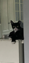 Cane - male teen bonded with Runty - Photo 3