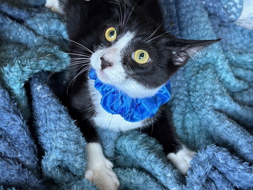 picture of the cat needing adoption
