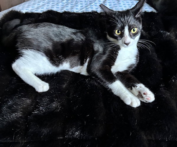Petunia - female teen kitten