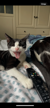 Runty - female teen bonded with Cane - Photo 2