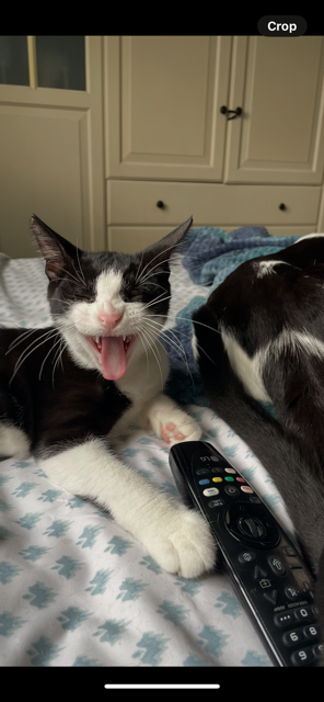 RUNTY (BONDED WITH BROTHER CANE) - Tuxedo available for adoption