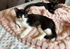Runty - female teen bonded with Cane - Photo 1