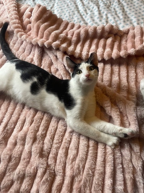 Willow - male teen kitten