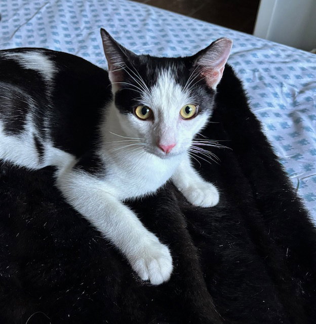 Willow - male teen kitten