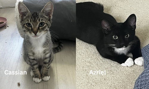 picture of the cat needing adoption