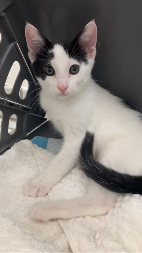 picture of the cat needing adoption