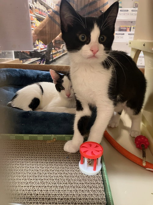 picture of the cat needing adoption