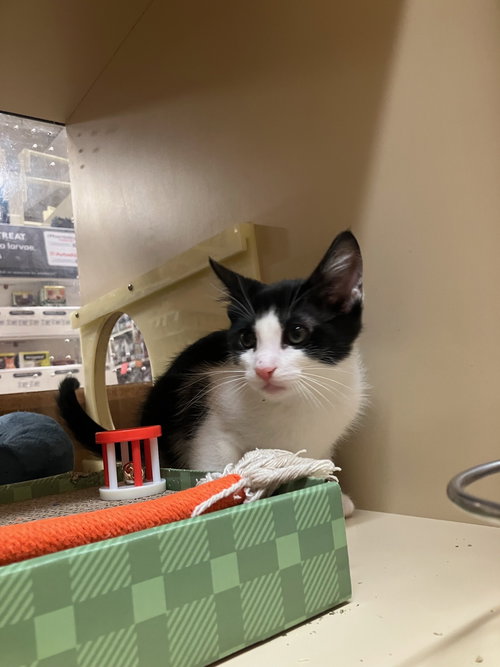picture of the cat needing adoption