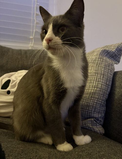 picture of the cat needing adoption