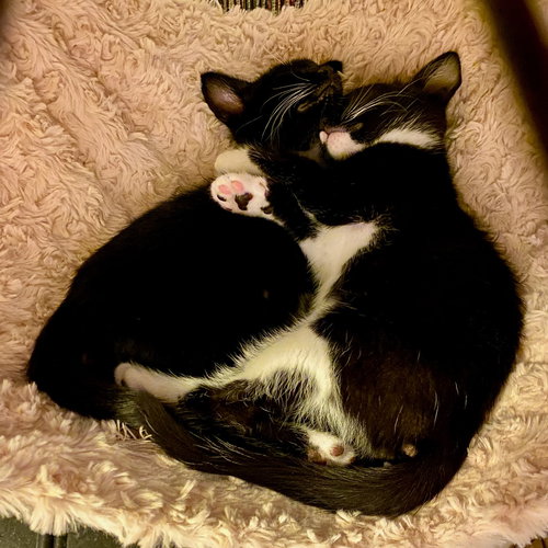 picture of the cat needing adoption