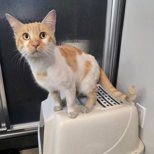 picture of the cat needing adoption