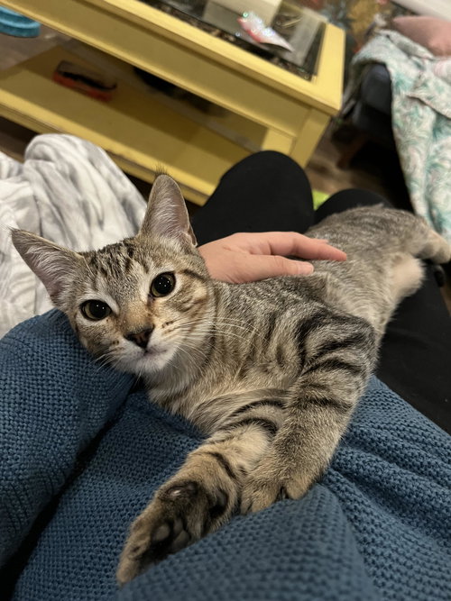picture of the cat needing adoption