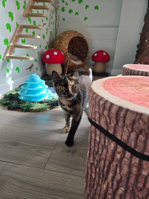 picture of the cat needing adoption