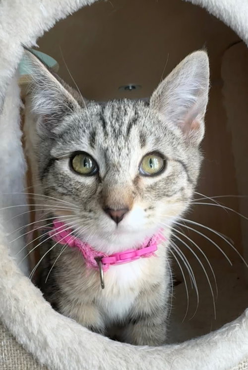 picture of the cat needing adoption