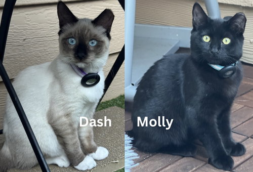 picture of the cat needing adoption