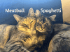 Meatball & Spaghetti - Bonded Sisters - Photo 8