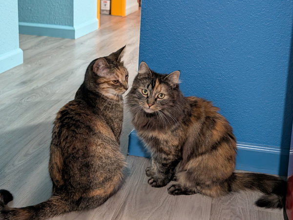 Meatball & Spaghetti - Bonded Sisters