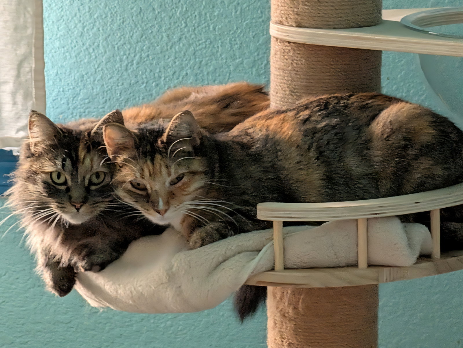 Meatball & Spaghetti - Bonded Sisters