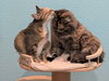 Meatball & Spaghetti - Bonded Sisters - Photo 6