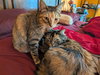 Meatball & Spaghetti - Bonded Sisters - Photo 7