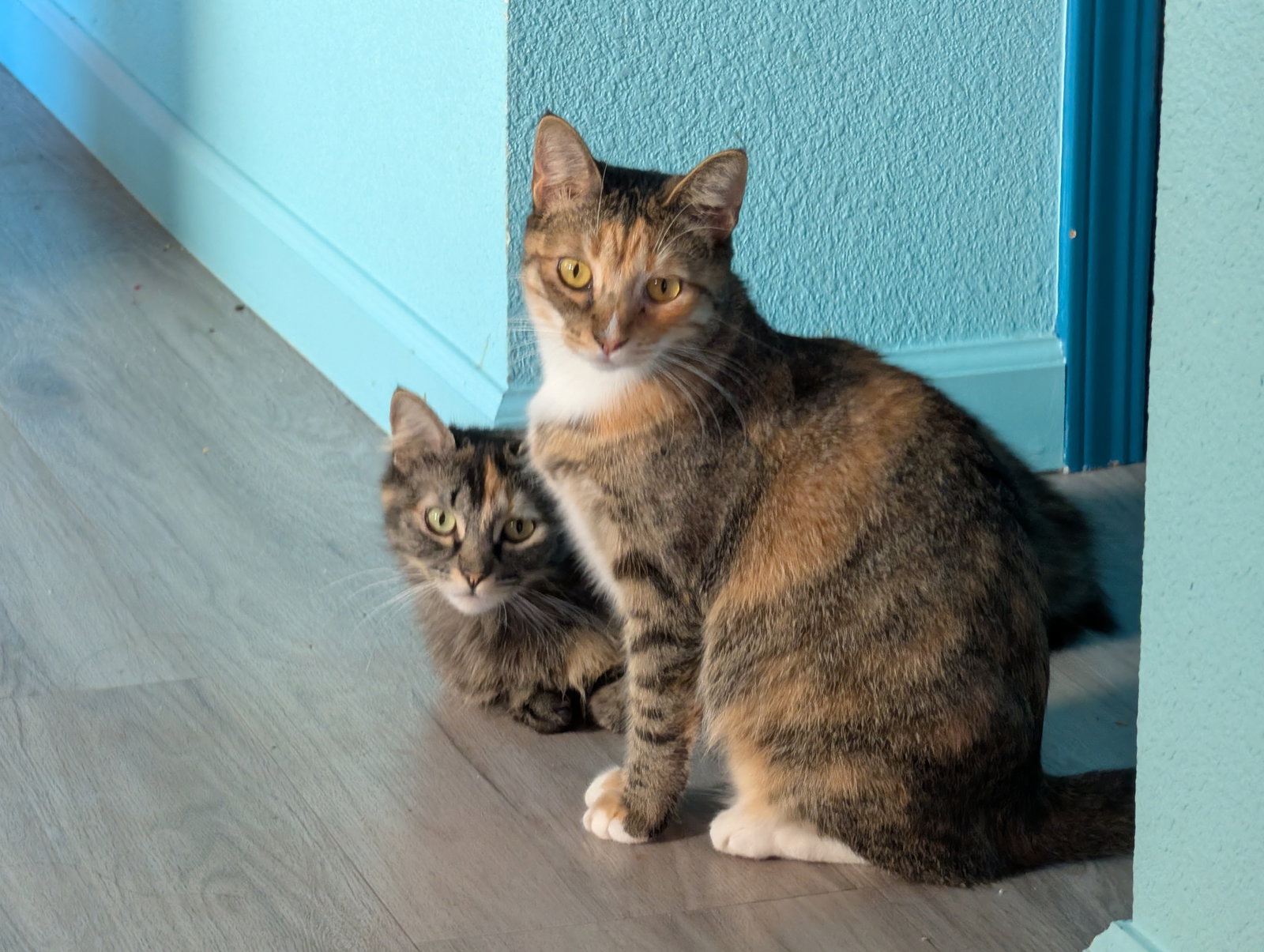 Meatball & Spaghetti - Bonded Sisters Image